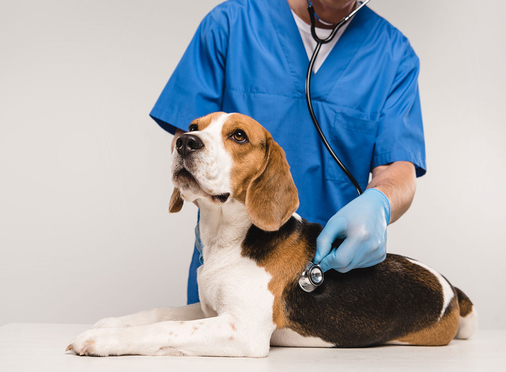 Veterinary Practices - Vet with Beagle